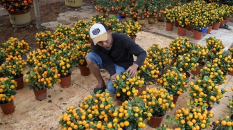 Pekerja merawat pohon jeruk Kim kit yang dijual di kawasan Meruya, Jakarta, Kamis (5/2/2026). [Suara.com/Alfian Winanto]