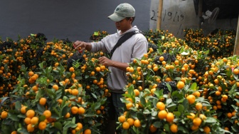 Pekerja merawat pohon jeruk Kim kit yang dijual di kawasan Meruya, Jakarta, Kamis (5/2/2026). [Suara.com/Alfian Winanto]