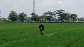 Nilai Tukar Petani Sulsel Naik pada April 2026, Tanda Makin Sejahtera?
