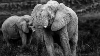 Macan Tutul di Bandung dan Tragedi Gajah Riau: Siapa yang Sebenarnya Menyerobot Wilayah?