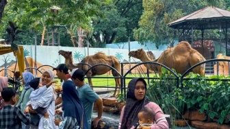 5 Fakta Kebun Binatang Surabaya Usai Digeledah Kejati Jatim, Manajemen Pastikan Wisata Normal