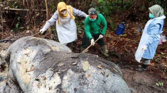 Gajah Mati Kepala Dipotong di Pelalawan, Polisi Temukan Proyektil Peluru