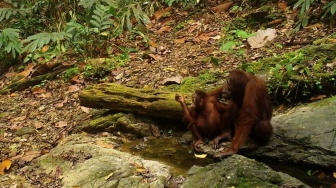 6 Perusahaan Konsesi Diajak Lestarikan Biodiversitas Wehea-Kelay