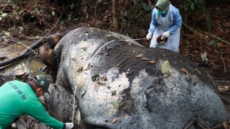 Perburuan Gajah Masih Berlangsung di Riau, Ambil Gading untuk Pipa Rokok