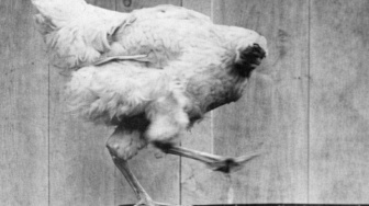 Misteri Mike: Ayam yang Bertahan Hidup 18 Bulan Tanpa Kepala