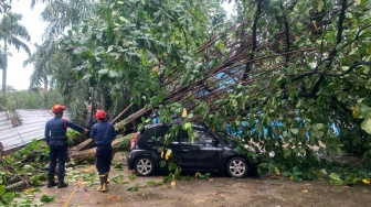 Warga Nanggewer Mekar Panik, Pohon Besar Roboh Timpa Rumah Saat Hujan Deras Menerjang