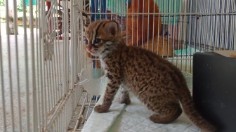 Nyaris Lepas ke Pasar Gelap? Dua Kucing Kuwuk Dilindungi Diamankan di Palembang