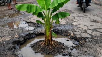 Viral Warga Tanam Pohon Pisang di Jalan Rusak Parah, Metro Gempar