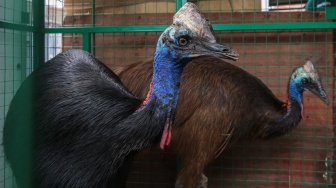 Penyelamatan Dua Kasuari Gelambir Ganda dari Lokasi Wisata Terbengkalai