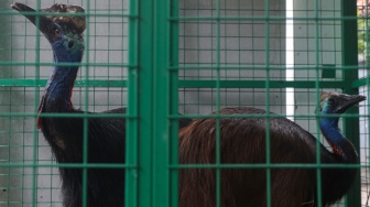 Dua ekor burung kasuari gelambir ganda (Casuarius casuarius) hasil evakuasi dari salah satu tempat wisata yang sudah tidak beroperasi ditempatkan dalam kandang di Kantor Balai Besar Konservasi Sumber Daya Alam (BBKSDA) Jawa Barat Seksi Konservasi Wilayah I, Kota Serang, Banten, Senin (16/2/2026). [ANTARA FOTO/Angga Budhiyanto/rwa]