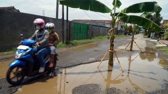 Aksi Unik Warga Tulungagung Tanam Pohon Pisang di Tengah Jalan Rusak