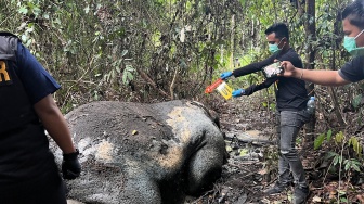 Misteri Penjagal Gajah di Pelalawan dan Jejak 'Pemburu Lama' yang Dilupakan