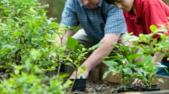 The Power of Gardening: Cara Ampuh Menghilangkan Stres dengan Berkebun
