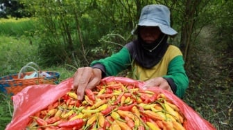 Indonesia Bidik Swasembada 8 Pangan Strategis di 2026