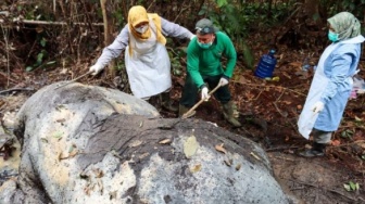 Tragedi Gajah Riau: Tiada Tahun Tanpa Kematian, Gading Hilang dan Kepala Dipotong Pemburu