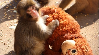 Viral Monyet Punch Dibully Monyet Lain, Pihak Kebun Binatang Angkat Suara