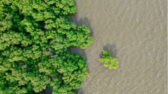 Ada Mangrove si Benteng Alami: Kenapa Suka Solusi Instan Jangka Pendek?