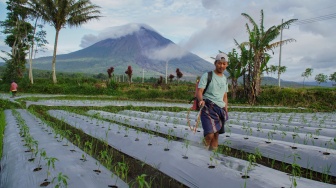 Petani menyemprotkan pupuk pada tanaman cabai di Desa Supiturang, Lumajang, Jawa Timur, Rabu (25/2/2026). [ANTARA FOTO/Irfan Sumanjaya/tom]