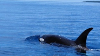 Kenapa Paus Pembunuh Tiba-Tiba Muncul di Perairan Bunaken? Ini Jawaban Ahli