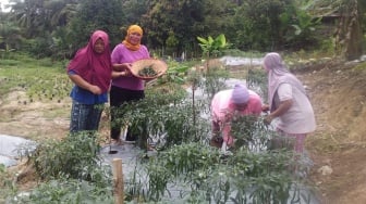 EcoGrow Mom PTBA Dorong Pemberdayaan Perempuan Lewat Urban Farming di Tanjung Karangan