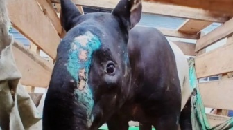 BKSDA Sumbar Tangkap 2 Pelaku Perdagangan Tapir di Pasaman, Satwa Mau Dikirim ke Medan