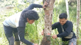 Harimau Sumatera Dekati Tim Pagari Agam Saat Pasang Kamera Jebak, Jarak Cuma 5 Meter