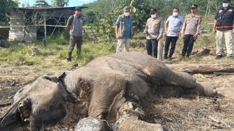 Terjadi Lagi, Gajah Mati Ditemukan di TNTN: Diduga Akibat Infeksi Terkena Jerat