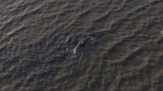 Foto udara bangkai paus sperma (Physeter macrocephalus) yang terdampar di pesisir pantai Desa Totobo, Kabupaten Kolaka, Sulawesi Tenggara, Selasa (3/3/2026). [ANTARA FOTO/Andry Denisah/YU]