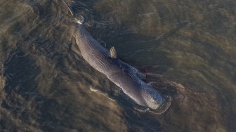 Paus Sperma Sepanjang 10 Meter Terdampar di Kolaka
