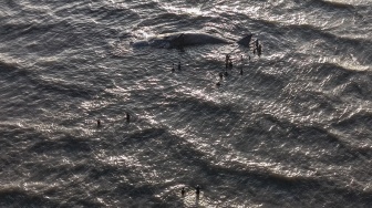 Foto udara sejumlah warga mendekati bangkai paus sperma (Physeter macrocephalus) yang terdampar di pesisir Desa Totobo, Kabupaten Kolaka, Sulawesi Tenggara, Selasa (3/3/2026). [ANTARA FOTO/Andry Denisah/YU]