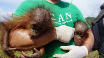 Orangutan dan Bayi Kembarnya Diselamatkan dari Hutan di Kutai Timur