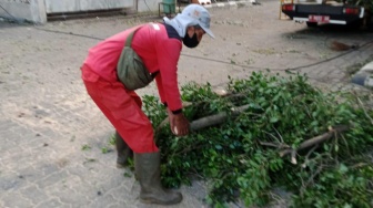 Dampak Angin Kencang, 86 Pohon Tumbang dan Papan Reklame Roboh di Semarang