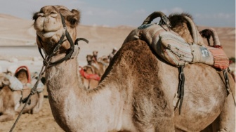 20 Unta Didiskualifikasi dari Kontes Kecantikan, Ketahuan Pakai Botox hingga Filler Bibir