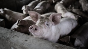 Cek Fakta: Viral Daftar Bumbu Penyedap Disebut Mengandung Babi, Benarkah Produk Tidak Halal?