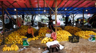 Pedagang menata buah timun suri dan Blewah yang dijual di Pasar Induk Kramat Jati, Jakarta, Jumat (6/2/2026). [Suara.com/Alfian Winanto]