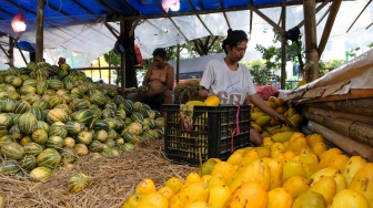 Pedagang menata buah timun suri dan Blewah yang dijual di Pasar Induk Kramat Jati, Jakarta, Jumat (6/2/2026). [Suara.com/Alfian Winanto]