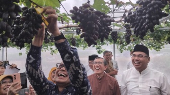 Bukan Lagi Mimpi, Anggur Berkualitas Dunia Segera Melimpah dari Lahan IPB