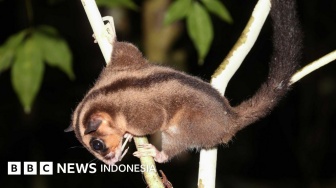 Possum & Glider Papua 'Bangkit dari Kepunahan' Setelah 6.000 Tahun