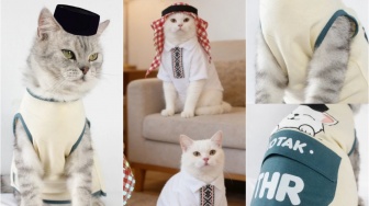 7 Rekomendasi Baju Koko Kucing Terlaris untuk Lebaran 2026, Mulai Rp17 Ribuan!