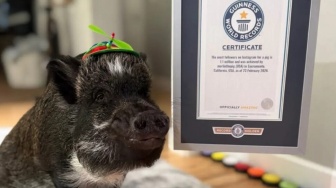 Netanyahu Disalip Babi? Merlin Babi Pintar dengan Jutaan Followers di Instagram