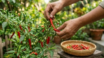 Kenapa Saya Memilih Menanam Cabai Saat Dunia Sedang Mengejar AI
