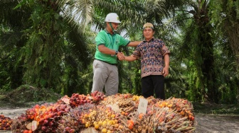 Pendampingan dan Pelatihan Dongkrak Produktivitas Petani Sawit