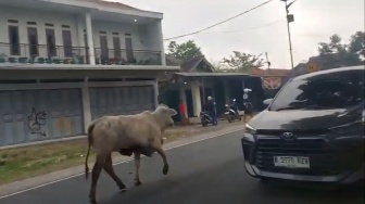Sapi Ngamuk Lari 5 KM dari Nagreg ke Garut, Pemudik Motor Tumbang Diseruduk