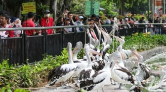 Rencana ke Ragunan saat Libur Lebaran? Cek Harga Tiket dan Jam Buka Terbaru