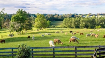 Perubahan Iklim Gerus Ruang Hidup Ternak, Bisakah Pola Makan Vegan Jadi Jawaban?