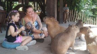 Jadi Magnet Baru! Kenapa Kapibara Bikin Bali Zoo Diserbu Wisatawan Saat Lebaran?