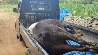 Ratusan Sapi di Lampung Timur Diduga Terjangkit PMK, Puluhan Mati