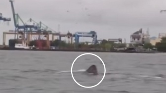 Bukan Hoaks! Inilah Sosok 'Monster Laut' Tertangkap Kamera di Makassar