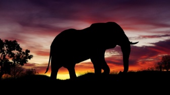 Gajah Indonesia Butuh Perhatian: Selamatkan Mereka dari Kesalahan Alih Fungsi Hutan