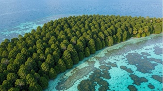 Studi: Karbon Biru Bisa Tekan Emisi Dunia, Mengapa Banyak Negara Belum Menggunakannya?